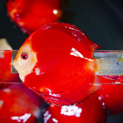 (LTD-017) Red Melon