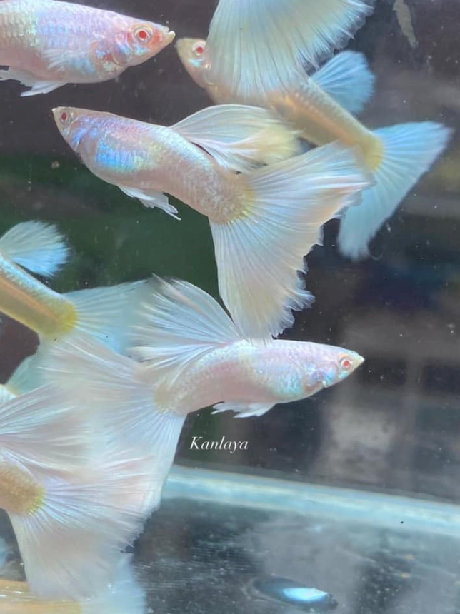 (LTG-002) Albino Full White Thai Fancy Guppy