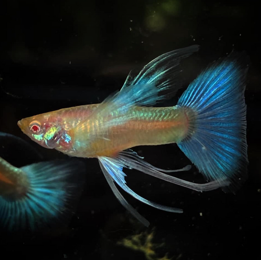 (LTG-054) Albino Blue Tail Ribbon Thai Fancy Guppy