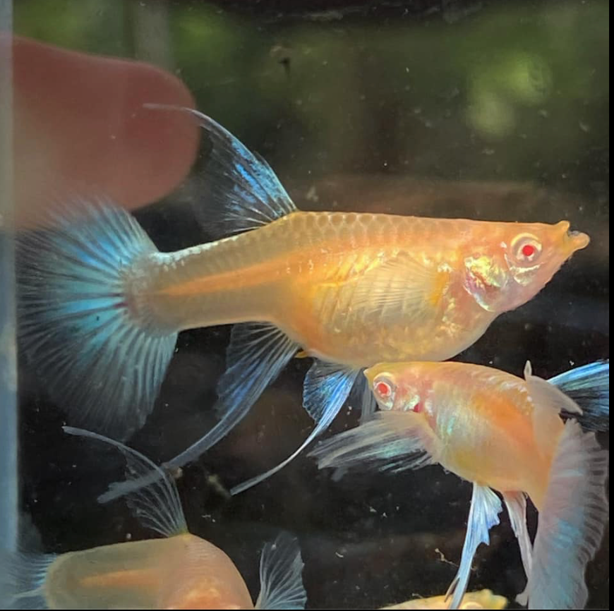 (LTG-054) Albino Blue Tail Ribbon Thai Fancy Guppy