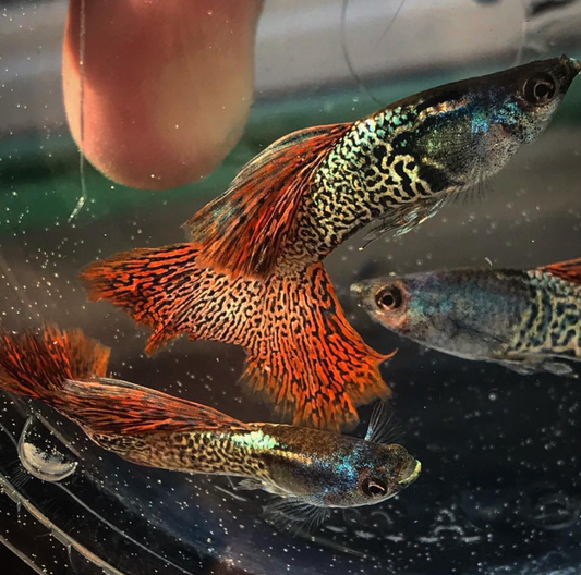 (LTG-048) Metal Red Lace Thai Fancy Guppy