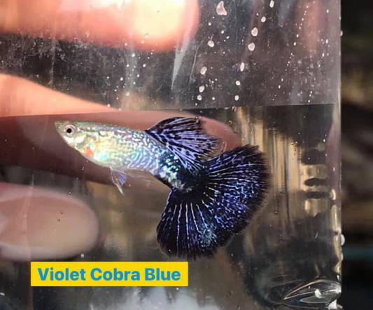 (LTG-060) Violet Cobra Blue Thai Fancy Guppy