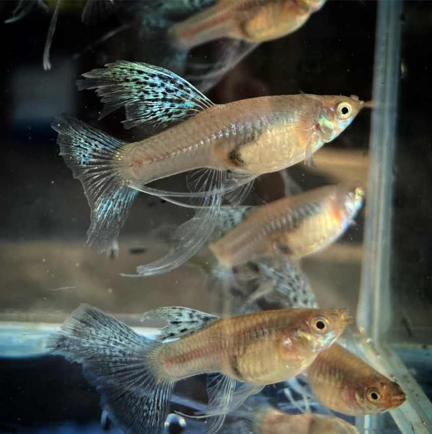 (LTG-055) Blue Grass Ribbon Thai Fancy Guppy