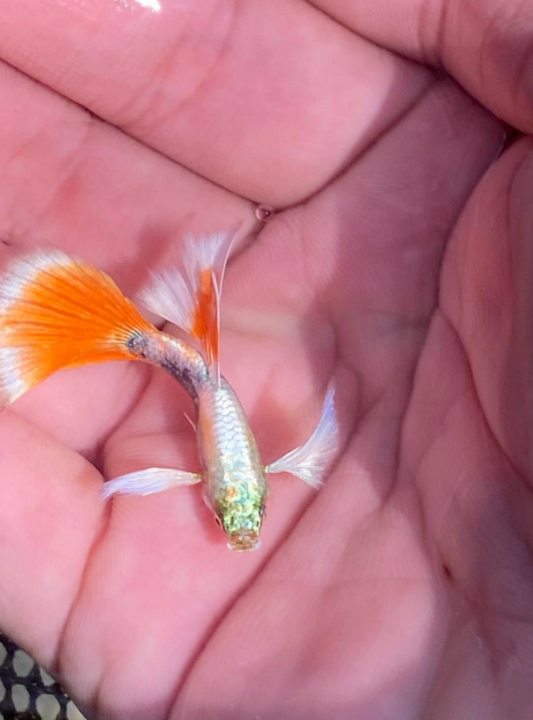 (LTG-018) Santa Big Ear Thai Fancy Guppy