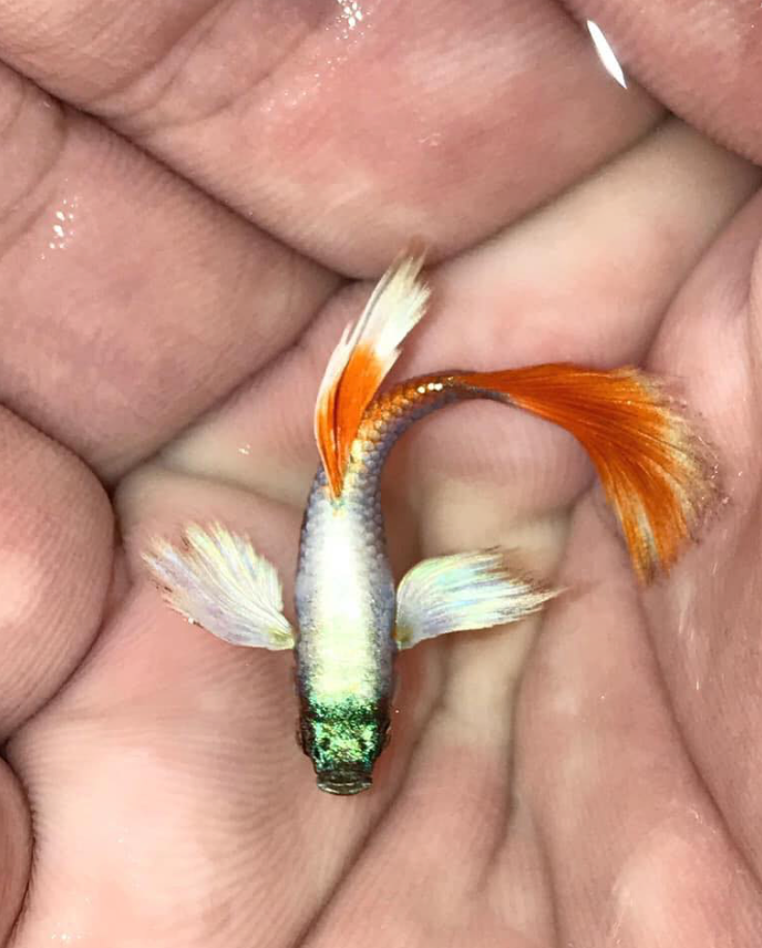 (LTG-018) Santa Big Ear Thai Fancy Guppy