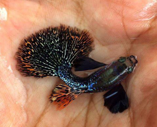 (LTG-021) Dumbo Ear Dark Dragon Thai Fancy Guppy