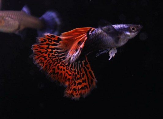 (LTG-024) Red Tiger Halfmoon Mosaic Thai Fancy Guppy