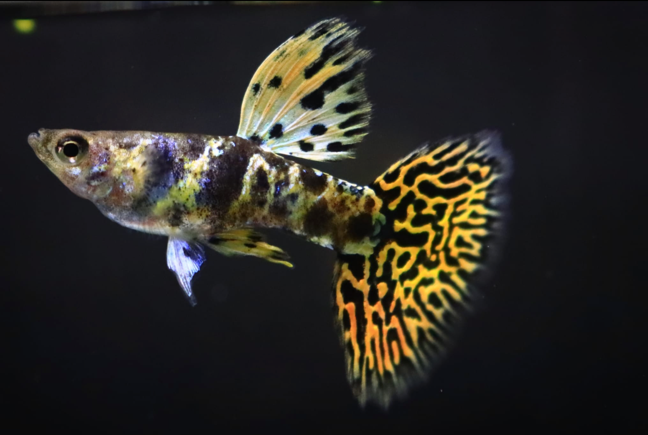 (LTG-023) Yellow Tiger King Cobra Thai Fancy Guppy