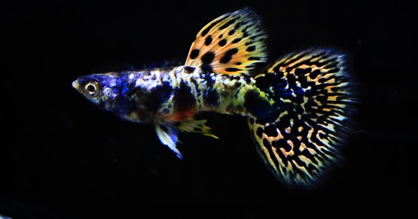 (LTG-023) Yellow Tiger King Cobra Thai Fancy Guppy