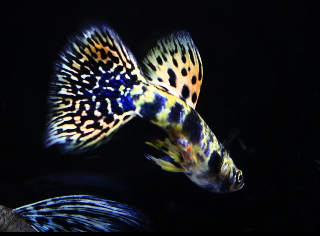 (LTG-023) Yellow Tiger King Cobra Thai Fancy Guppy