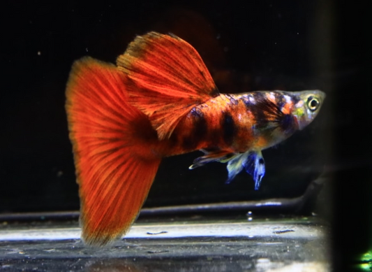 (LTG-039) Black Red Tiger Guppy Thai Fancy Guppy