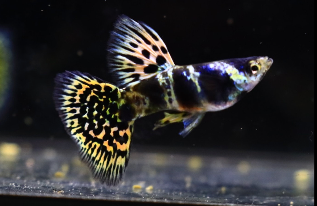 (LTG-023) Yellow Tiger King Cobra Thai Fancy Guppy