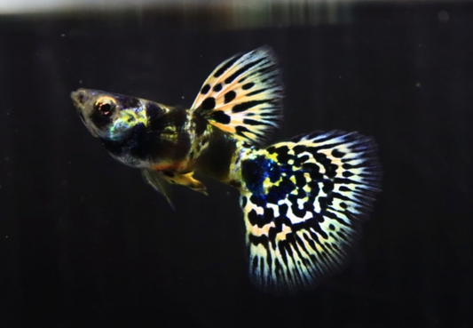 (LTG-023) Yellow Tiger King Cobra Thai Fancy Guppy