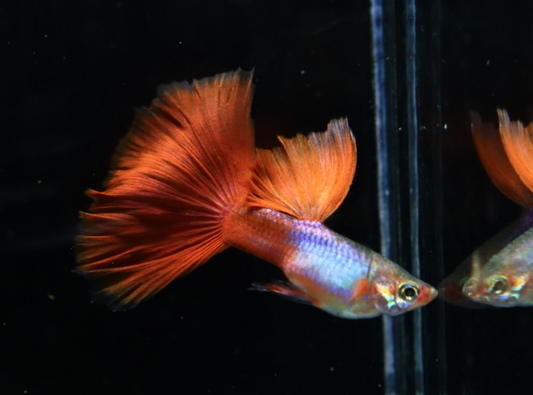 (LTG-029) Silverado Red Tail Thai Fancy Guppy