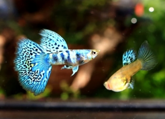 (LTG-036)  Blue Tiger King Cobra Thai Fancy Guppy