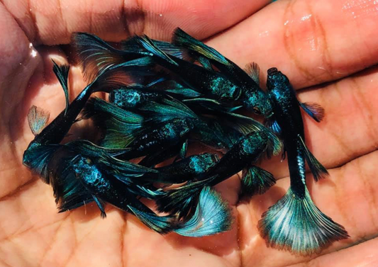 (LTG-014) Green Moscow Thai Fancy Guppy