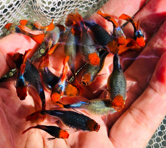 (LTG-017) Koi Tuxedo Thai Fancy Guppy