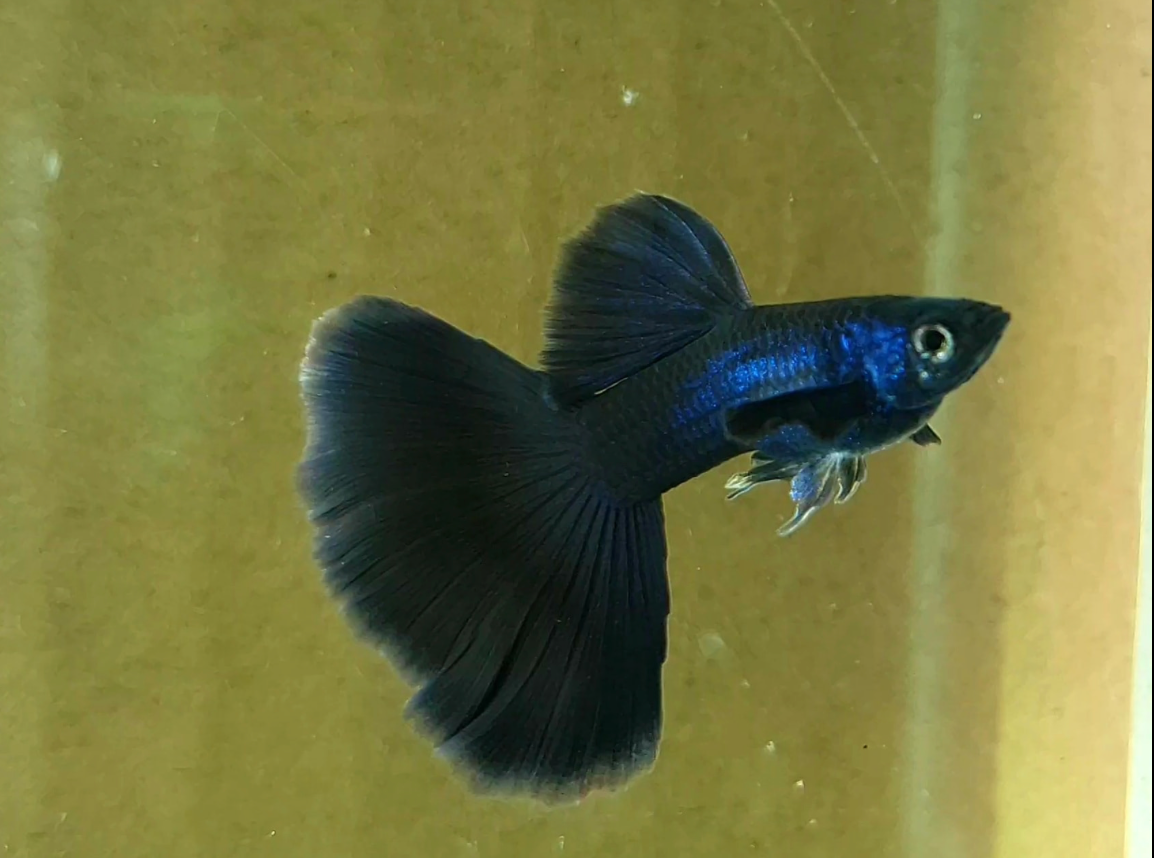 (LTG-007) Black Moscow Thai Fancy Guppy
