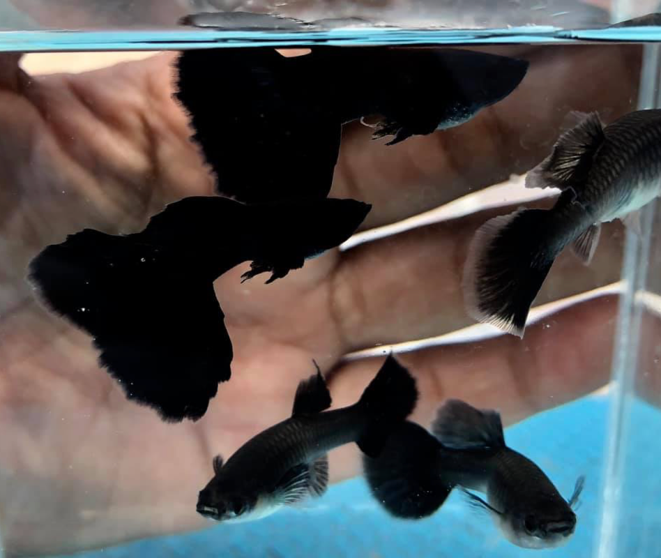 (LTG-007) Black Moscow Thai Fancy Guppy