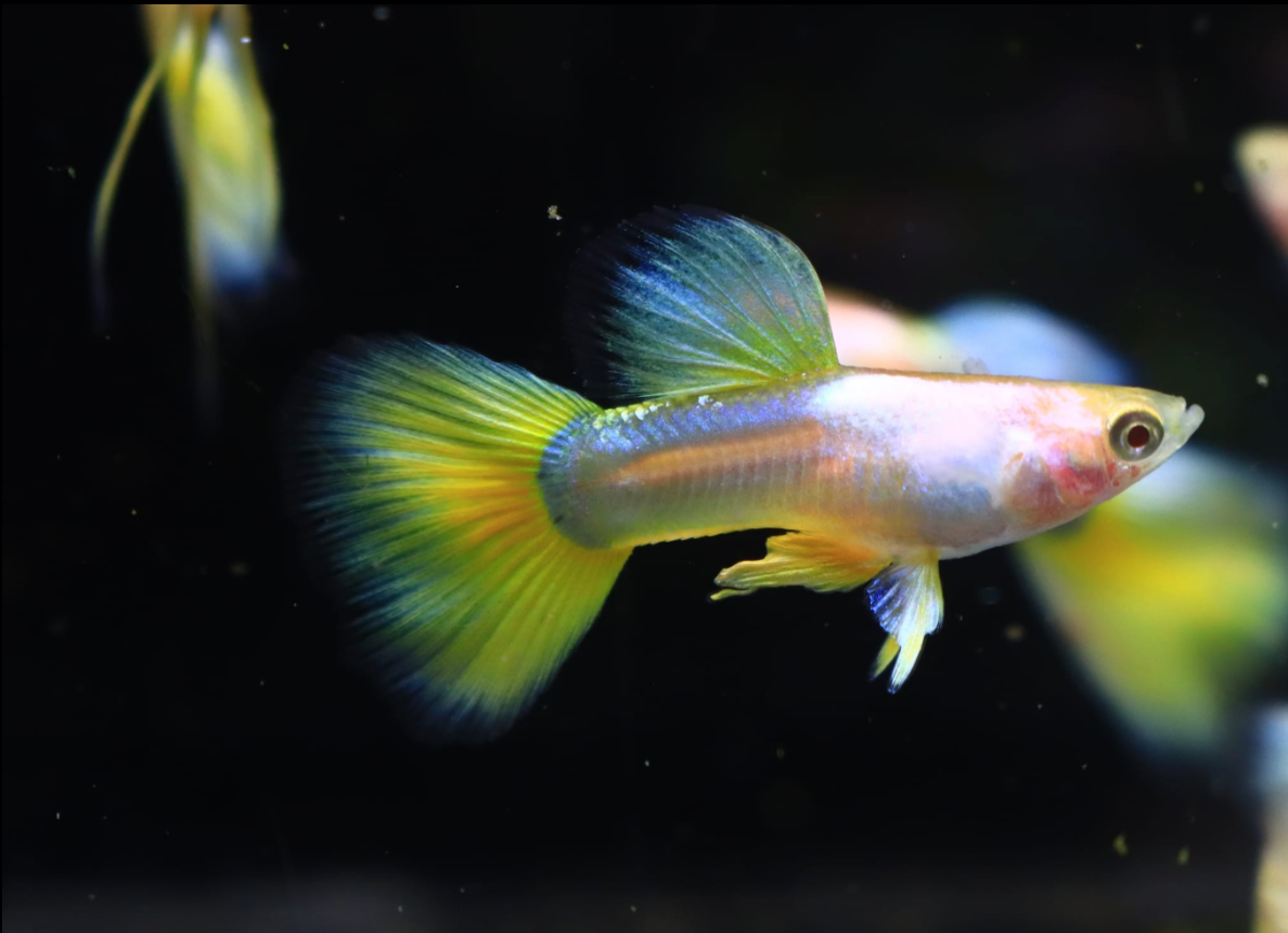 (LTG-058) Yellow Pinku Thai Fancy Guppy