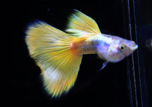 (LTG-058) Yellow Pinku Thai Fancy Guppy