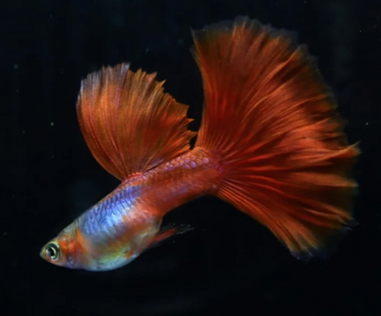 (LTG-031) Blue Lazuri Red Tail  Thai Fancy Guppy