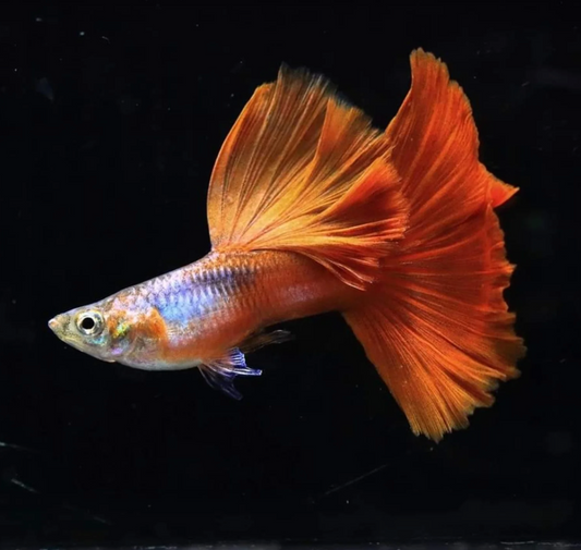 (LTG-031) Blue Lazuri Red Tail  Thai Fancy Guppy