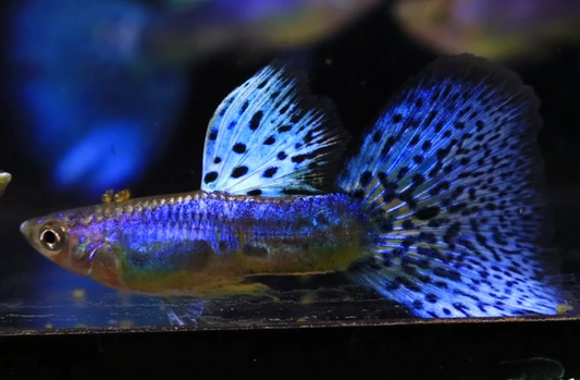 (LTG-032) Lazuri Blue Grass Thai Fancy Guppy