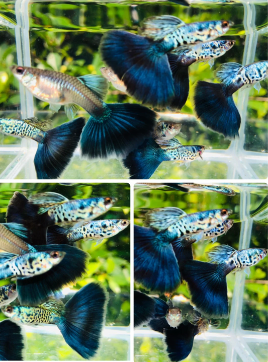 (LTG-033) Snake Skin/Galaxy Big Black Tail Thai Fancy Guppy