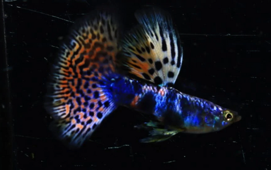 (LTG-034) Lazuri Rainbow Tiger Red Mosaic Thai Fancy Guppy
