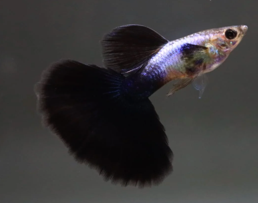 (LTG-038) Lazuri Big Black Tail Thai Fancy Guppy