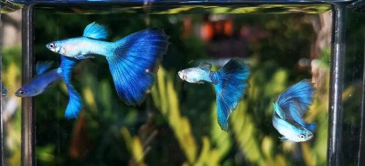 (LTG-043) Coral Blue Tail Guppy Thai Fancy Guppy