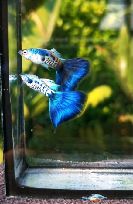 (LTG-045) Galaxy Neon Blue Tail Thai Fancy Guppy