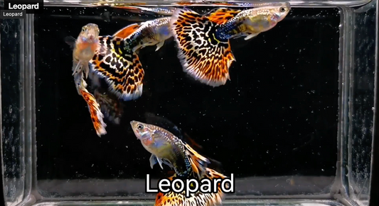 (LTG-047) Leopard Thai Fancy Guppy