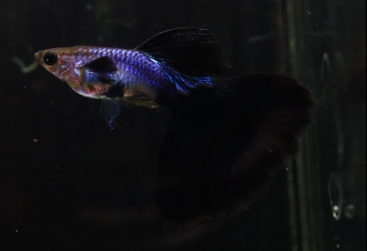 (LTG-028) Lazuri Black Halfmoon Thai Fancy Guppy