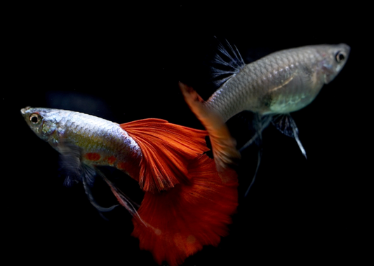 (LTG-050) Dumbo Ear Red Tail Ribbon Thai Fancy Guppy