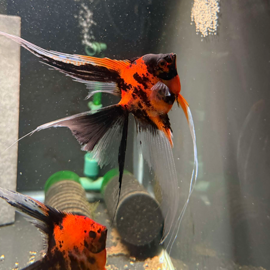 VEILTAIL RED KOI ANGEL