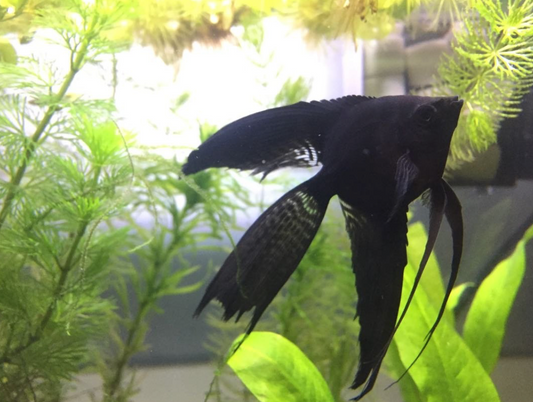 VEILTAIL BLACK ANGEL