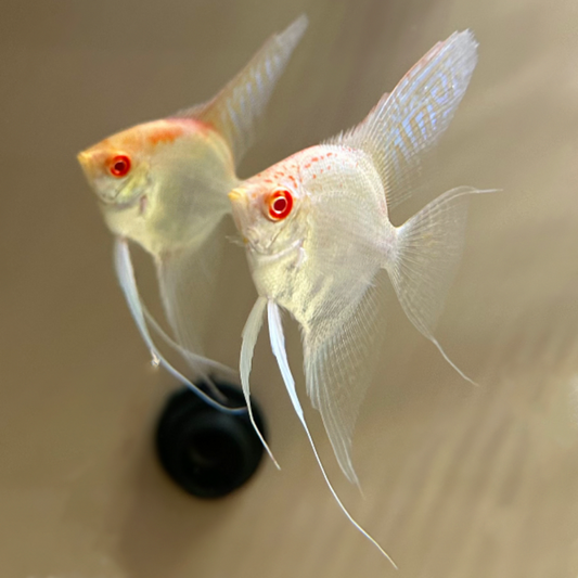 ALBINO RED EYE ANGEL
