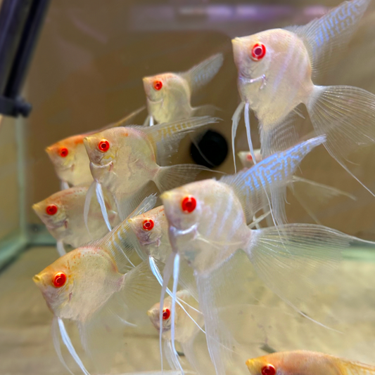ALBINO RED EYE ANGEL