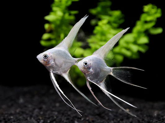 VEILTAIL PLATINUM ANGEL
