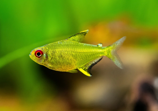 LEMON TETRA