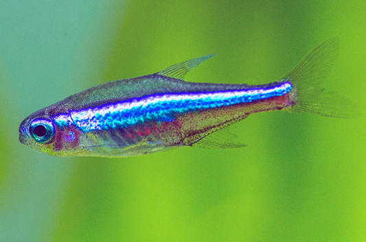 GREEN NEON TETRA