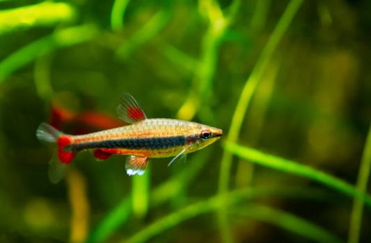 GOLDEN PENCIL TETRA