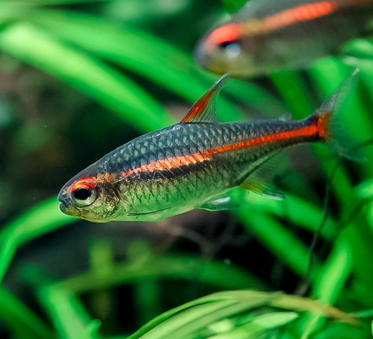 GLOW LIGHT TETRA