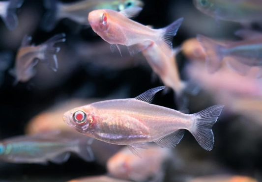CONGO TETRA ALBINO