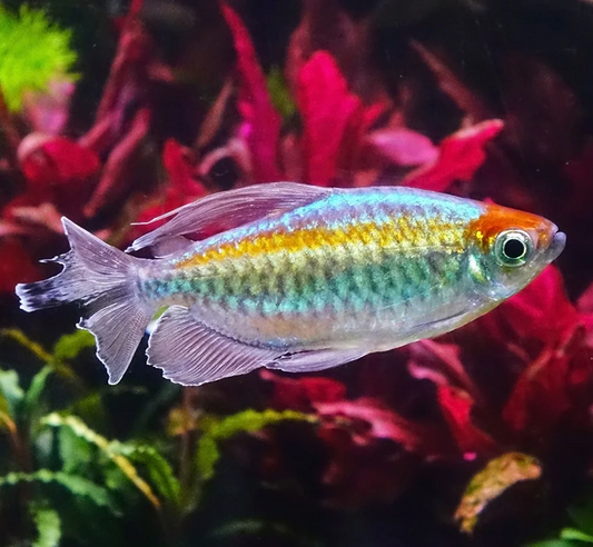 CONGO TETRA
