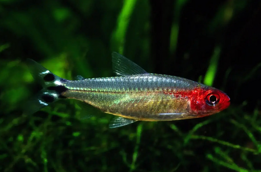 BRILLIANT RUMMY NOSE TETRA