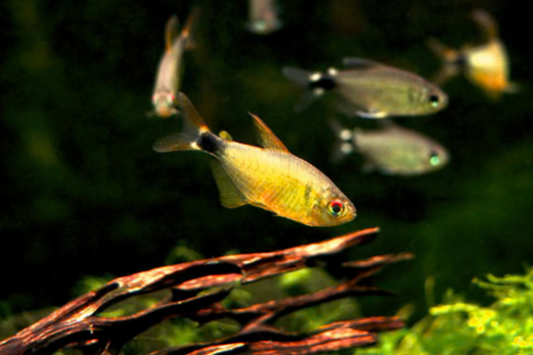 KITTY TETRA