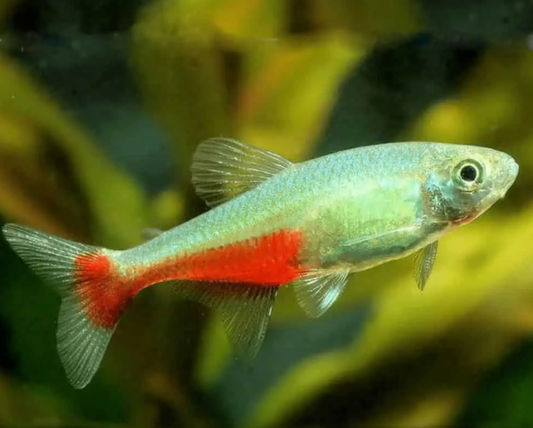 RED BELLY TETRA
